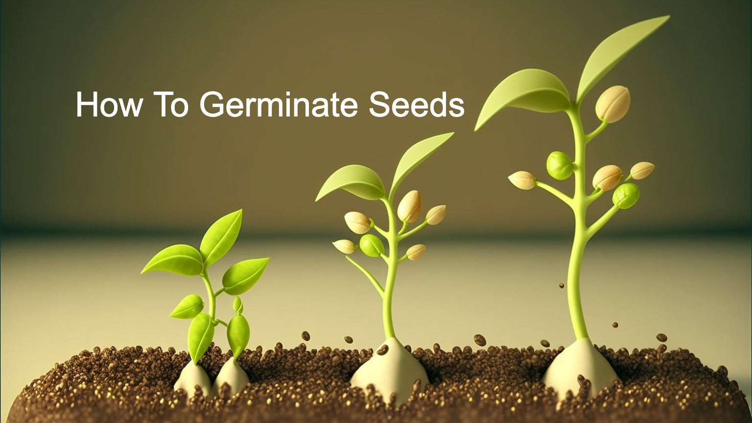 How To Germinate Seeds
