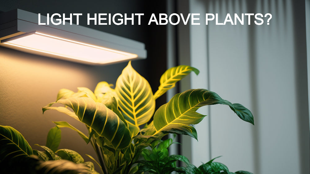 How Far Should LED Grow Lights Be From Plants?