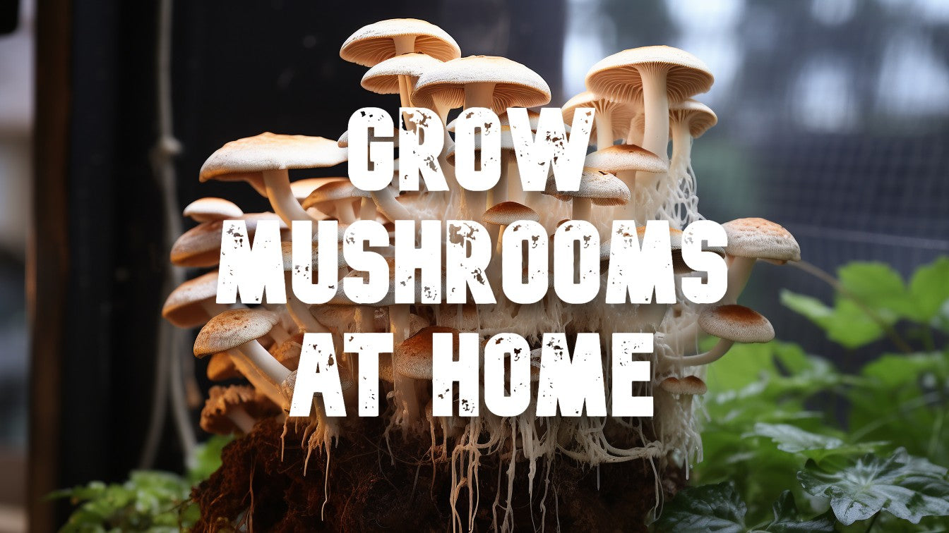 Growing Your Own Delicious Mushrooms at Home: A Comprehensive Guide
