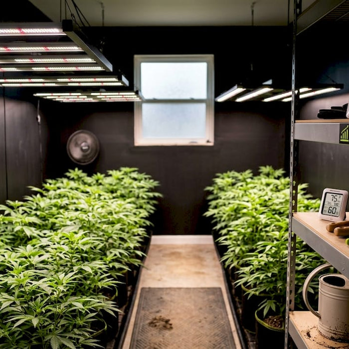 Indoor grow room with LED grow lights and plants