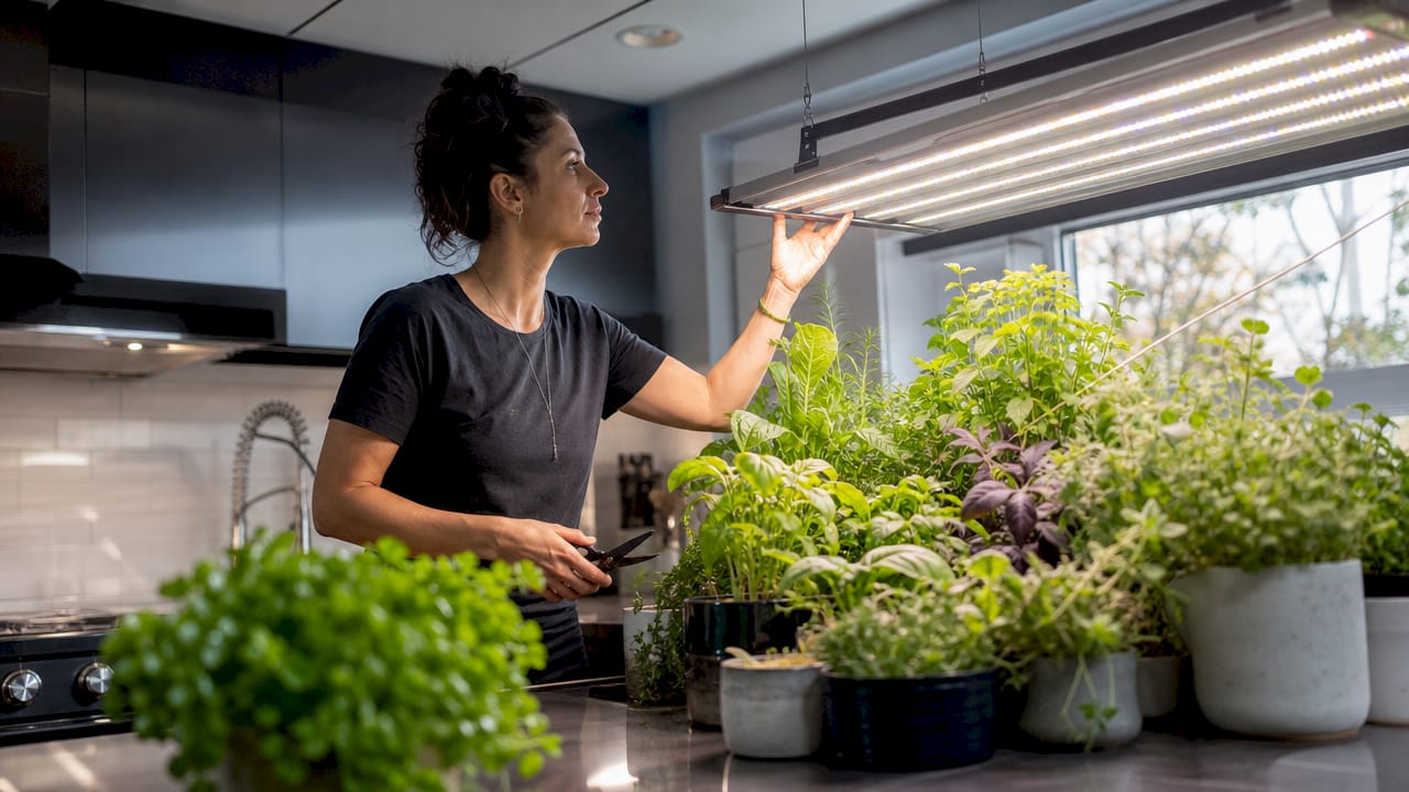 Woman adjusting full spectrum grow light in indoor garden