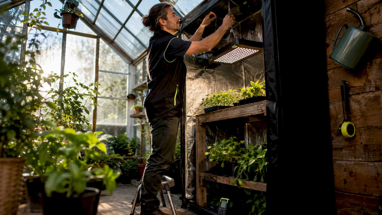Gardener adjusting indoor grow light height
