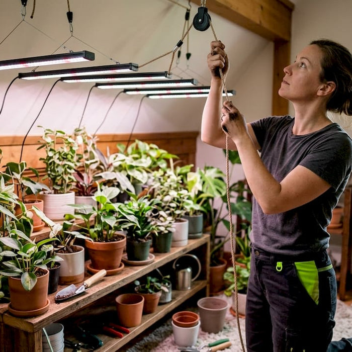 Person adjusting LED grow lights for indoor plants