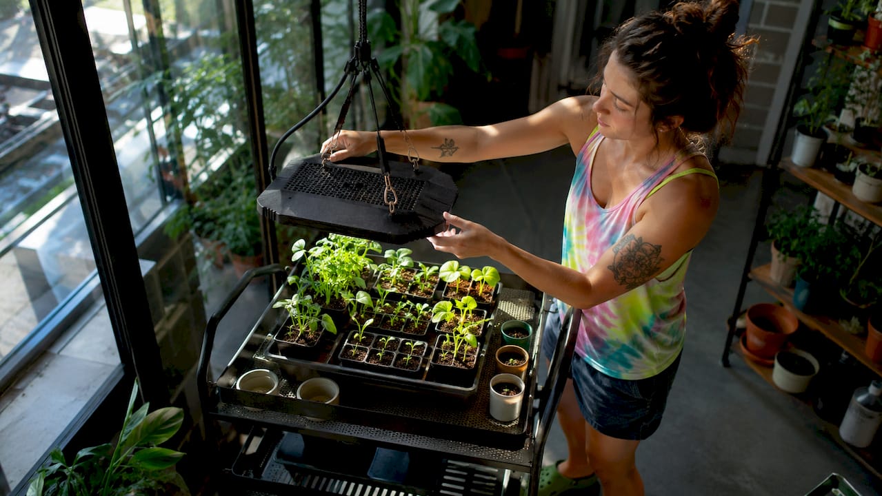 Home gardener adjusting LED grow light over seedlings