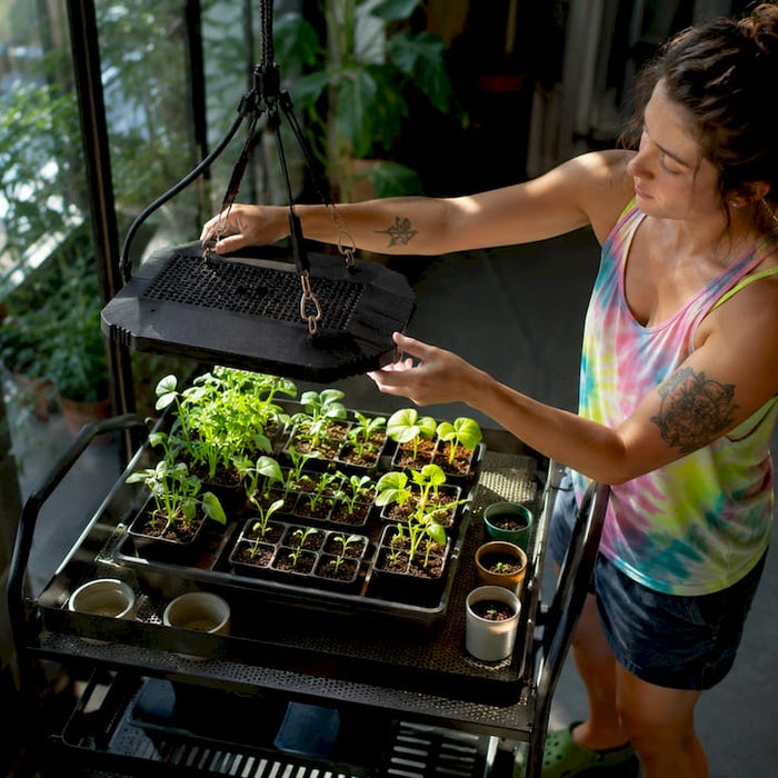 Home gardener adjusting LED grow light over seedlings