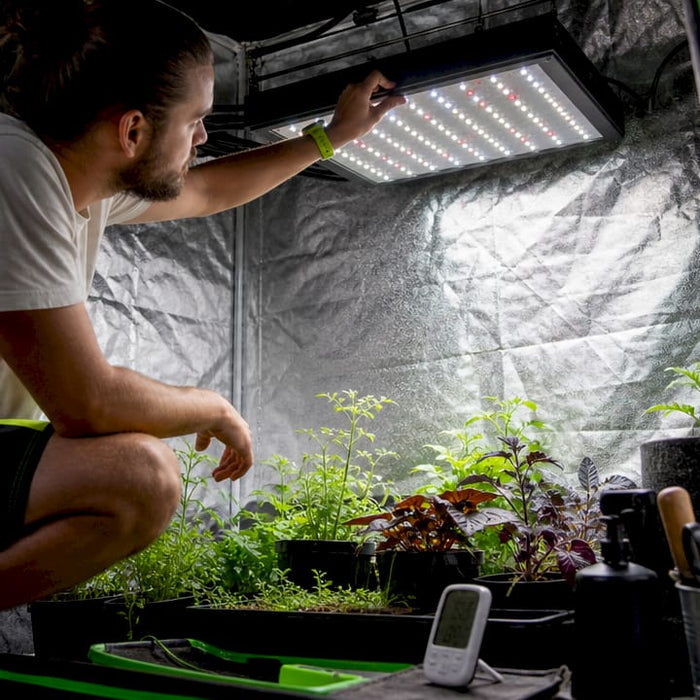 Person adjusting LED light in micro grow tent
