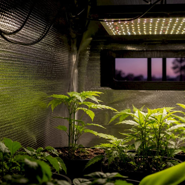 Grow tent interior with reflective Mylar walls and LED lighting