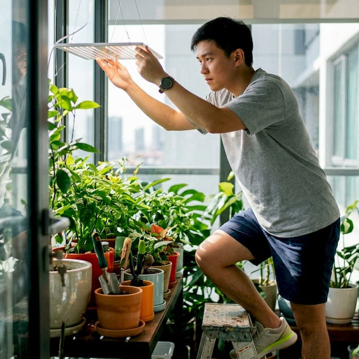 Person setting up low-heat LED light in grow tent