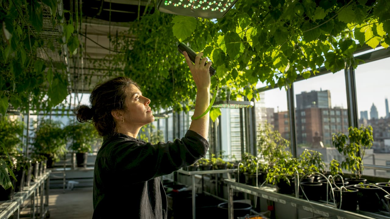 Scientist measuring green light in plant canopy in greenhouse