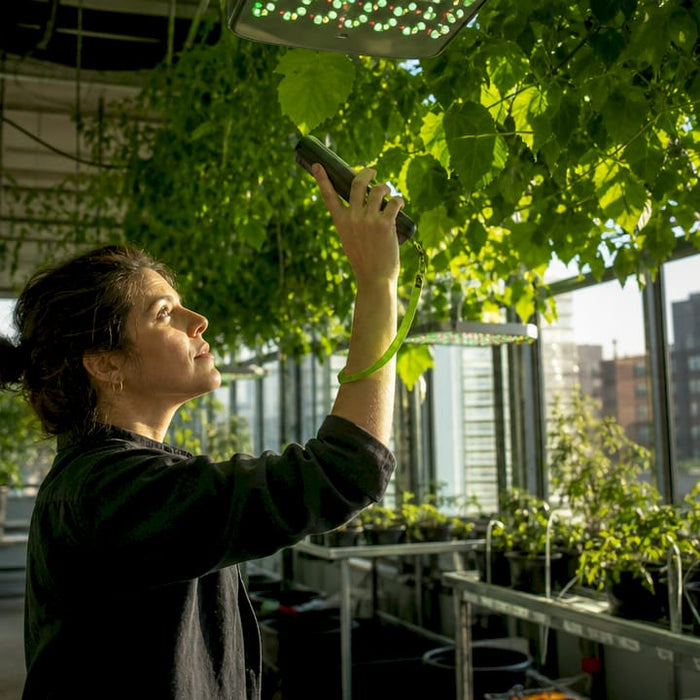 Scientist measuring green light in plant canopy in greenhouse