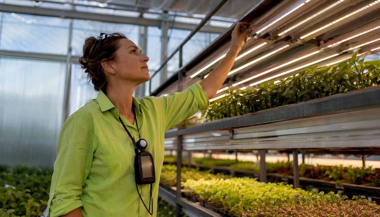 Technician adjusting LED lights in commercial grow room