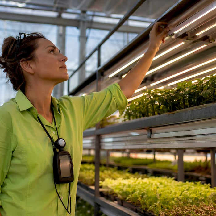Technician adjusting LED lights in commercial grow room