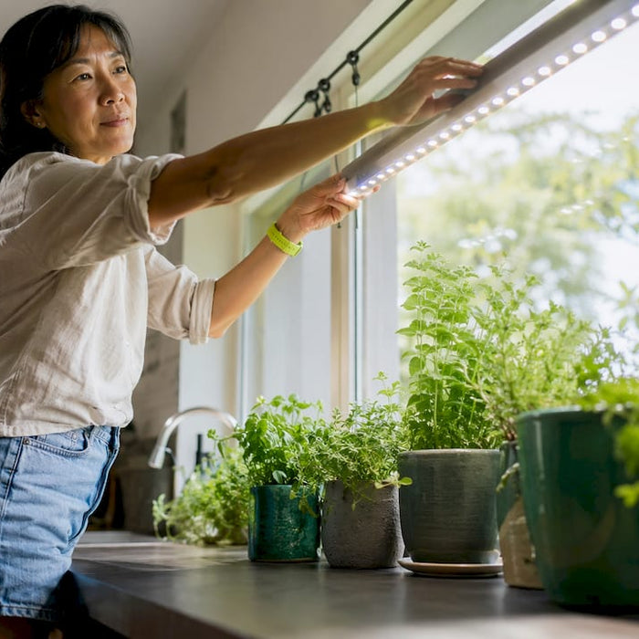 Woman adjusting LED grow light over indoor plants