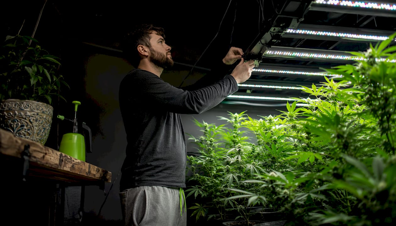 Indoor grower inspecting LED lighting setup