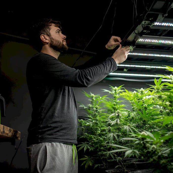 Indoor grower inspecting LED lighting setup