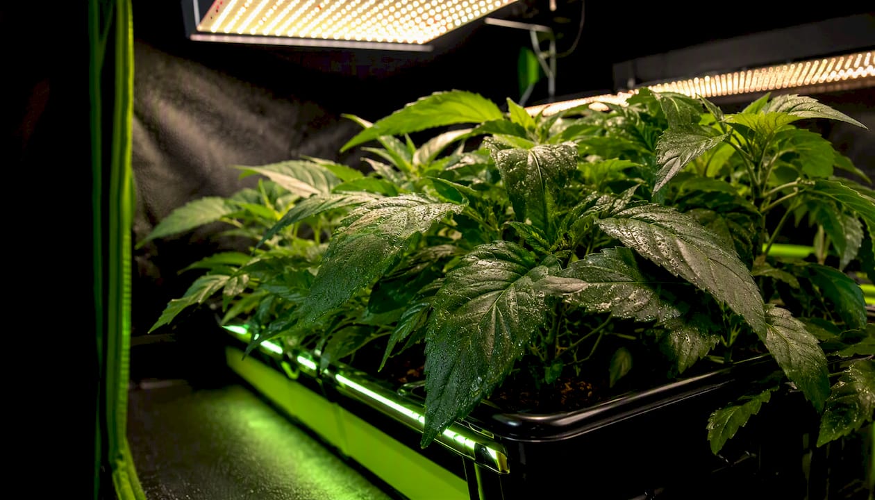 Indoor grow light with under-canopy supplemental LEDs