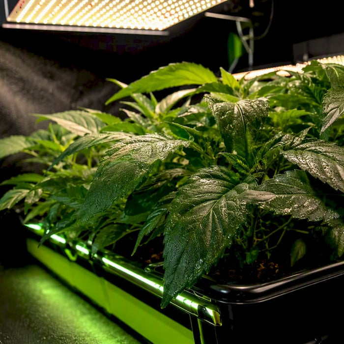 Indoor grow light with under-canopy supplemental LEDs
