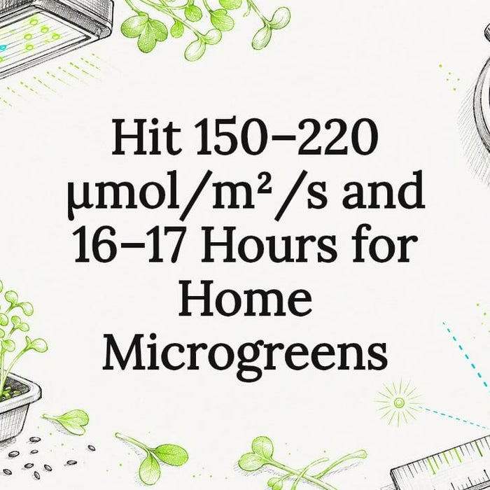 Hand-drawn microgreens lighting title card