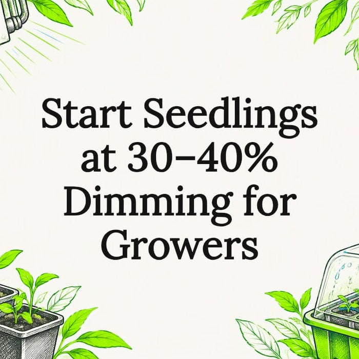 Decorative seedling lighting title card