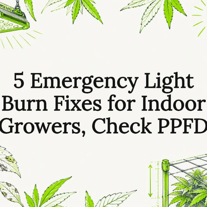 Decorative light burn prevention title card