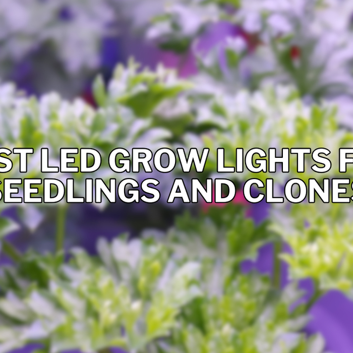 Best LED Grow Lights for Seedlings and Clones (2026 Guide)
