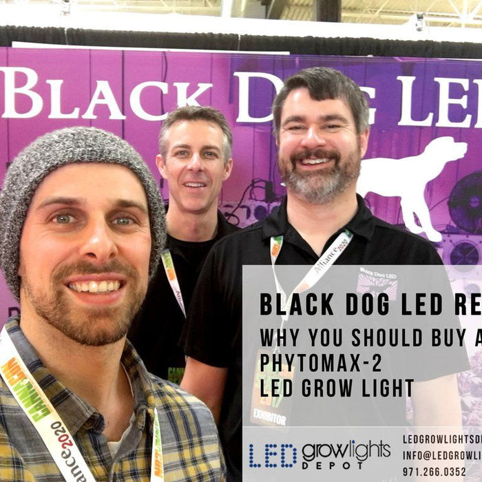 Black Dog LED review