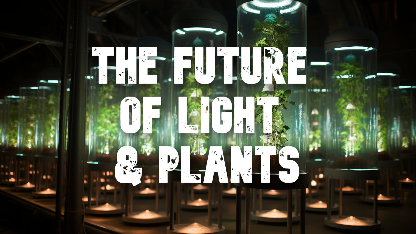 Future Developments and Innovations in Plant Cultivation: Harnessing Light for Optimal Growth
