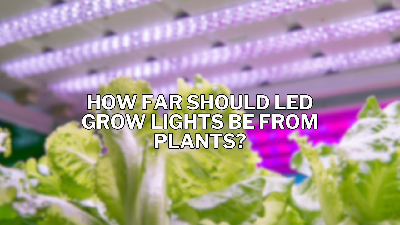 How Far Should LED Grow Lights Be from Plants?