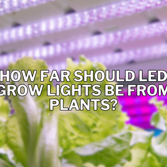 How Far Should LED Grow Lights Be from Plants?