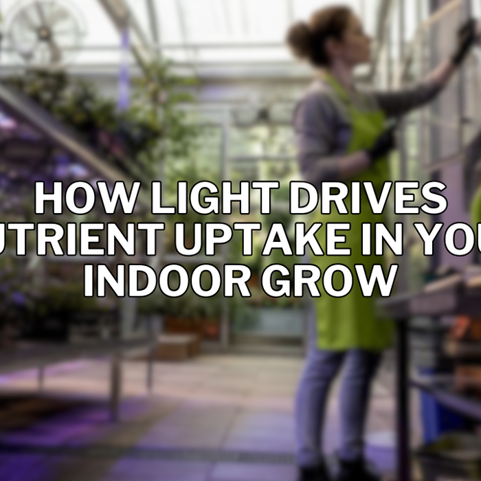 How Light Drives Nutrient Uptake in Your Indoor Grow