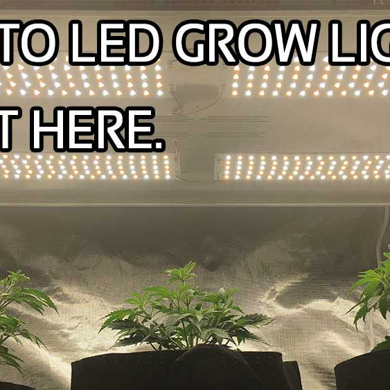 New to LED Grow Lights? Start here. How to choose the BEST LED grow light for your grow.