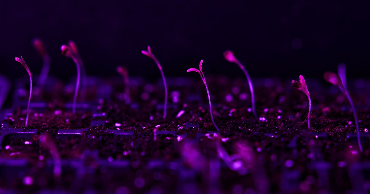 Several young plant seedlings grow in soil beneath the purple glow of an LED light. They are spread out from each other.