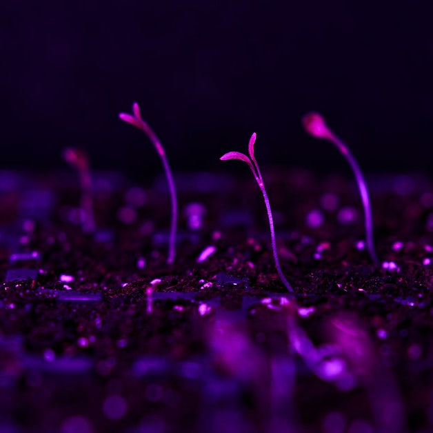 Several young plant seedlings grow in soil beneath the purple glow of an LED light. They are spread out from each other.