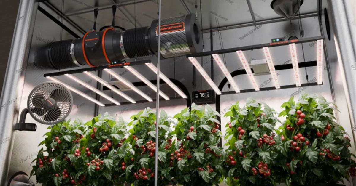 Under-Canopy Lighting Tips To Boost Yield