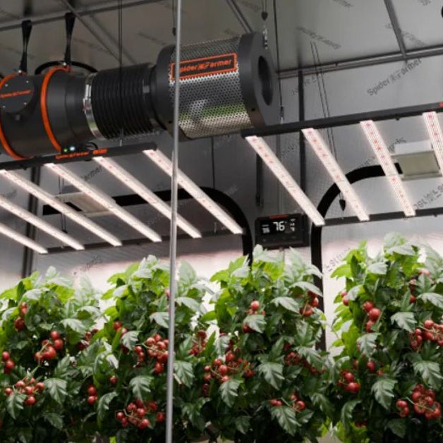 Under-Canopy Lighting Tips To Boost Yield