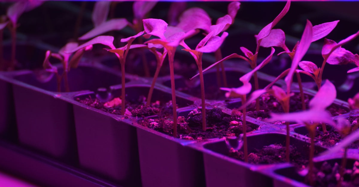 Multiple small plant seedlings sit in plastic containers under the purple glare of an LED grow light.