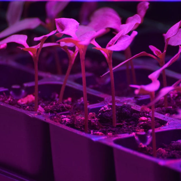 Multiple small plant seedlings sit in plastic containers under the purple glare of an LED grow light.