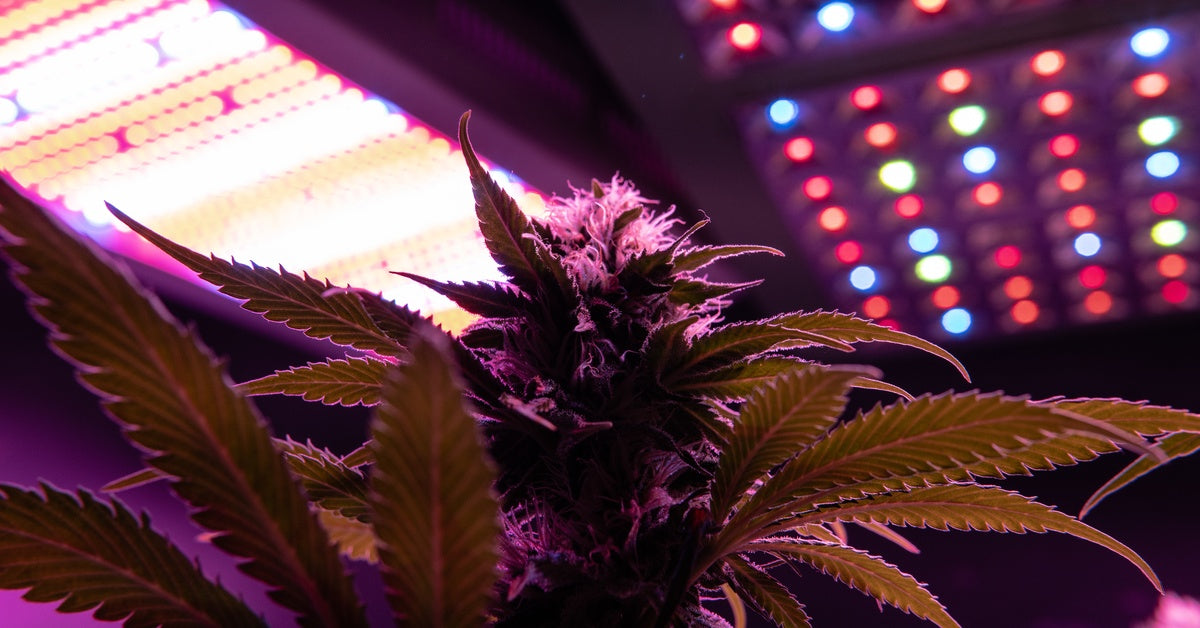 A cannabis plant grows under two LED grow lights. One features white light, while the other features multi-colored lights.