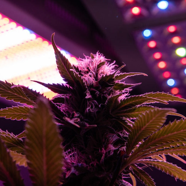 A cannabis plant grows under two LED grow lights. One features white light, while the other features multi-colored lights.