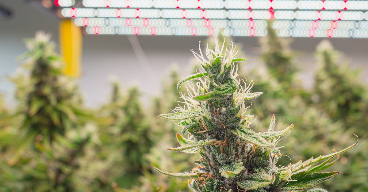 Close-up of cannabis buds growing underneath LED grow lights. Several other plants sit in the background.