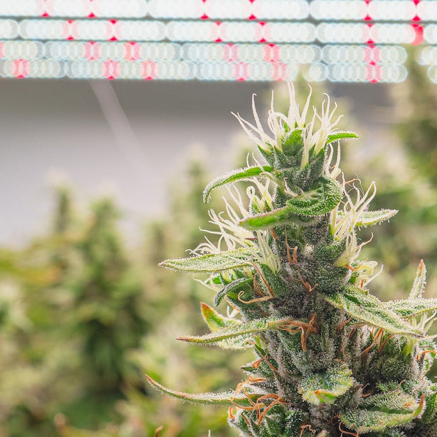 Close-up of cannabis buds growing underneath LED grow lights. Several other plants sit in the background.