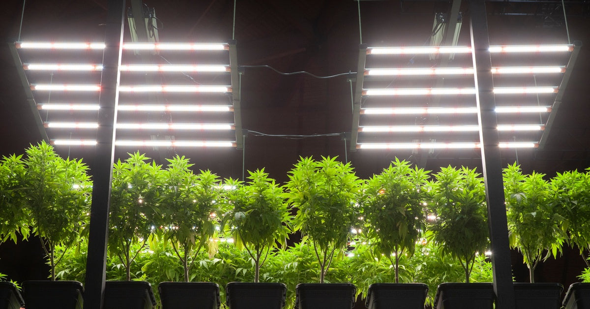 Two LED grow lights shine brightly down on several potted cannabis plants in an indoor growing environment.