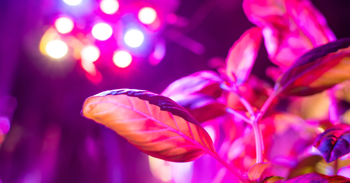 Low-angle view of LED grow lights illuminating flower seedlings. The lights shine in various colors, including red and blue.
