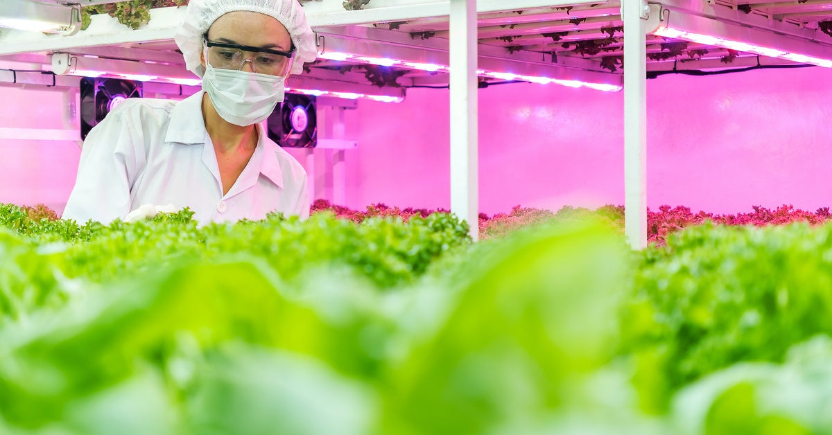 A technician wearing protective glasses walks through an indoor garden where LED lights help grow vegetables.