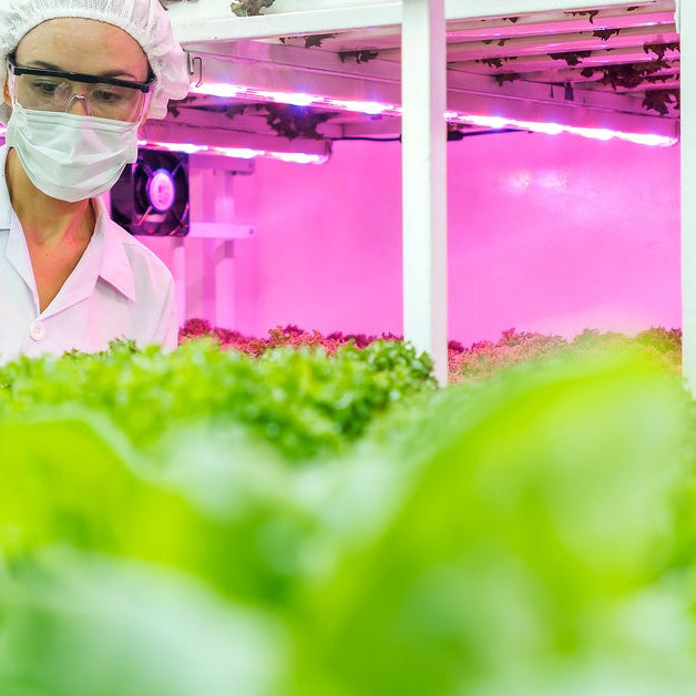 A technician wearing protective glasses walks through an indoor garden where LED lights help grow vegetables.