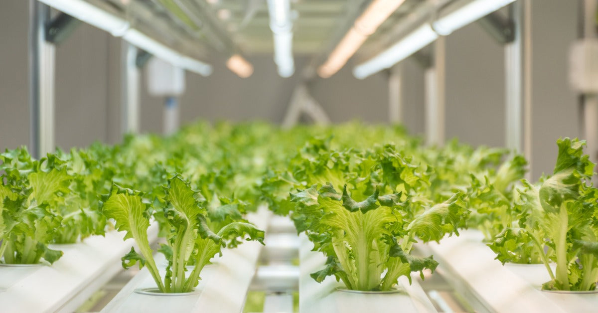 Several long, cylinder lights shine over an indoor garden area where green iceberg lettuce plants grow.