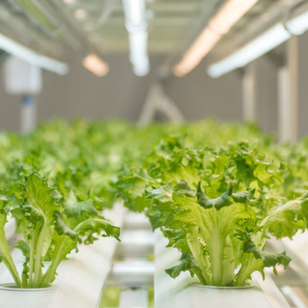Several long, cylinder lights shine over an indoor garden area where green iceberg lettuce plants grow.