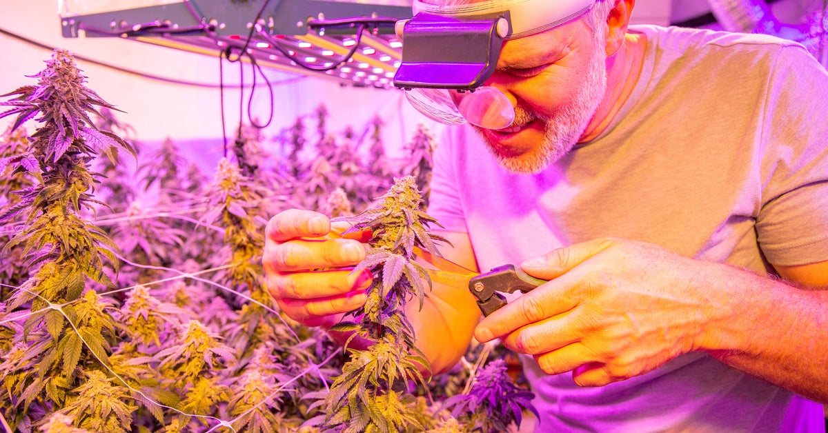 A man closely examines and prunes a cannabis plant that is growing in an indoor garden under grow lights.
