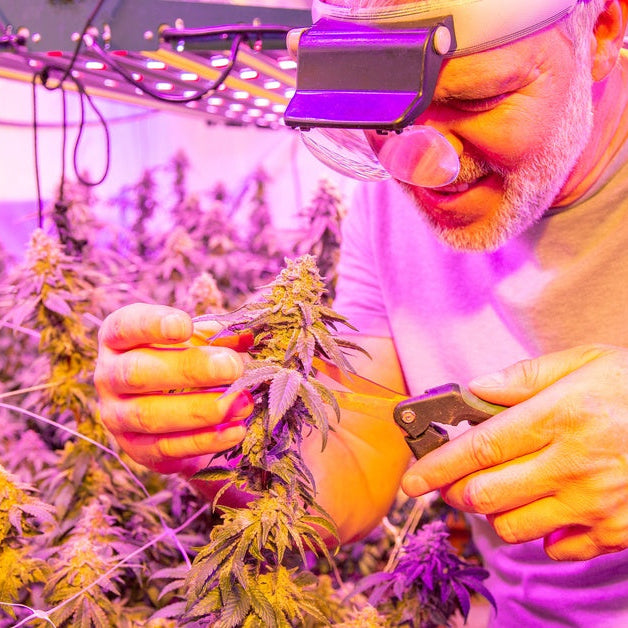 A man closely examines and prunes a cannabis plant that is growing in an indoor garden under grow lights.