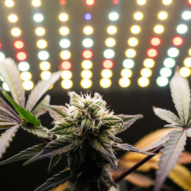 A cannabis plant grows under an LED grow light in an indoor setting. It stands against a black background.